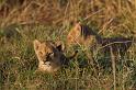 063 Kenia, Masai Mara, leeuwen, marsh pride